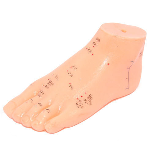 Foot Model 6"