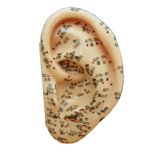 Ear Model Large w/ stand & manual
