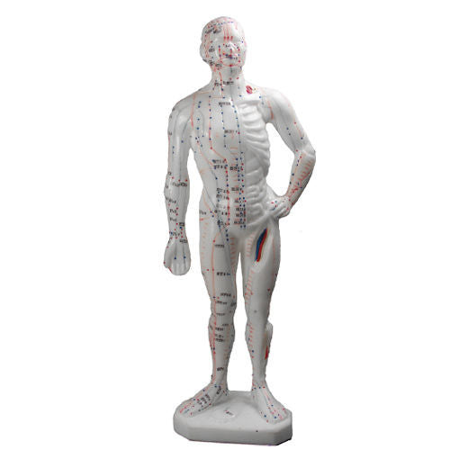 Human Body Model, 10.2"  (26cm)
