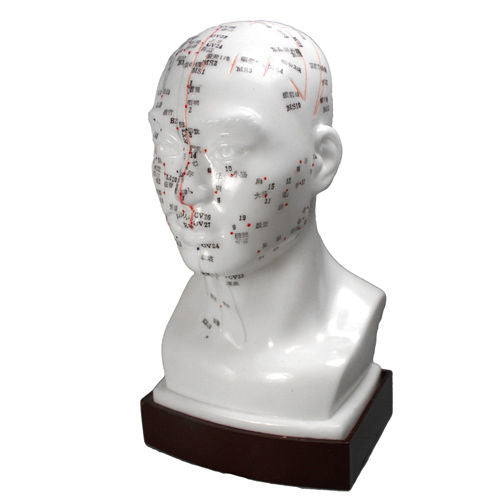 Head Model 8" (20cm)