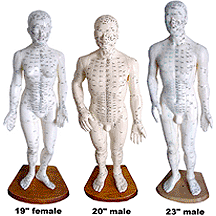 Deluxe Human Models