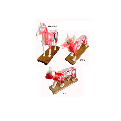 Animal Models