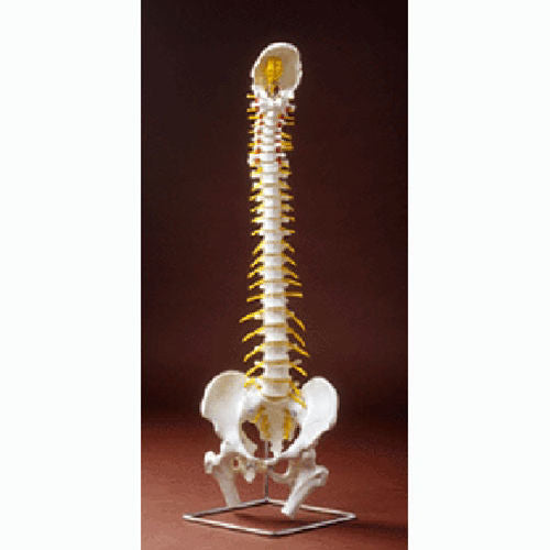 Model, Spine