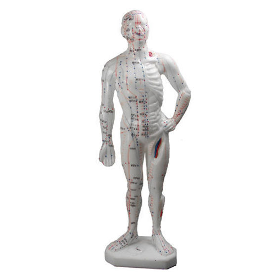 Picture of Human Body Model, 10.2"  (26cm)                             