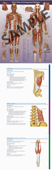 new-updated-acupuncture-motor-points-meridians-wall-chart-sexiz-pix