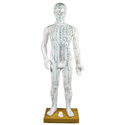 Picture of Human Male Composite Body Model 25"                         